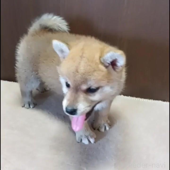 販売中の茨城県の柴犬-395681の4枚目